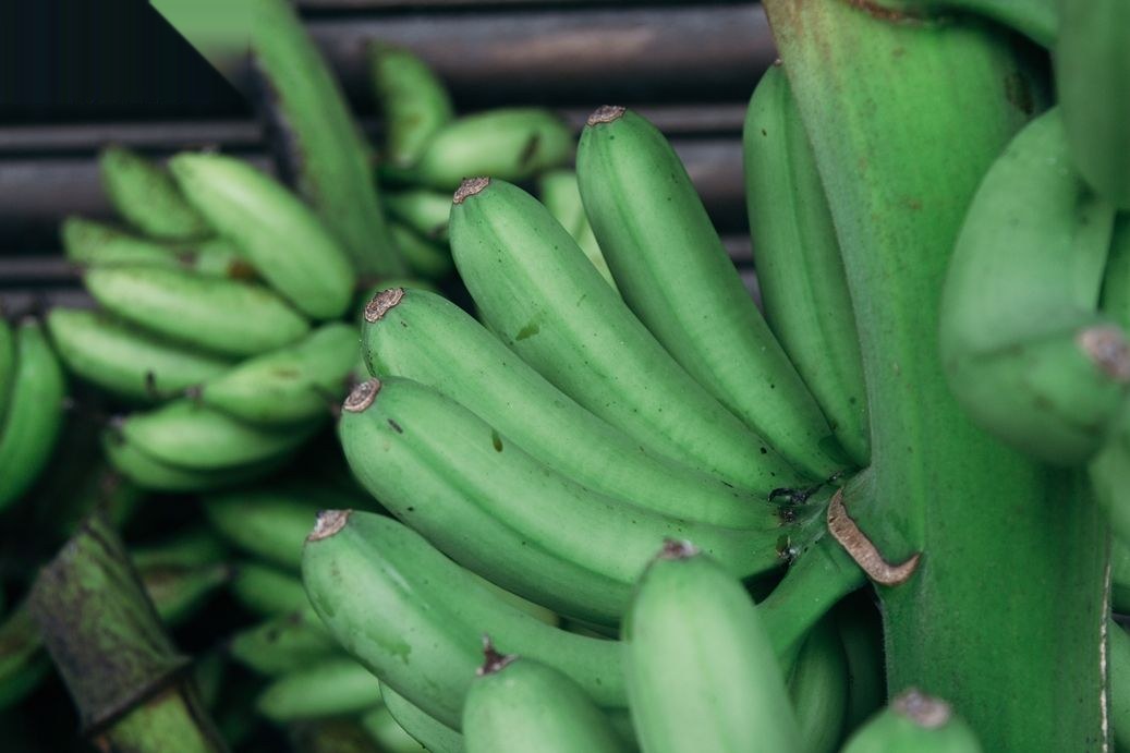 Tandan pisang