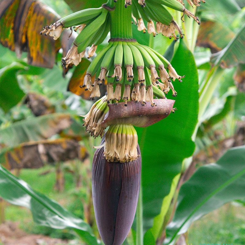Bunga pisang