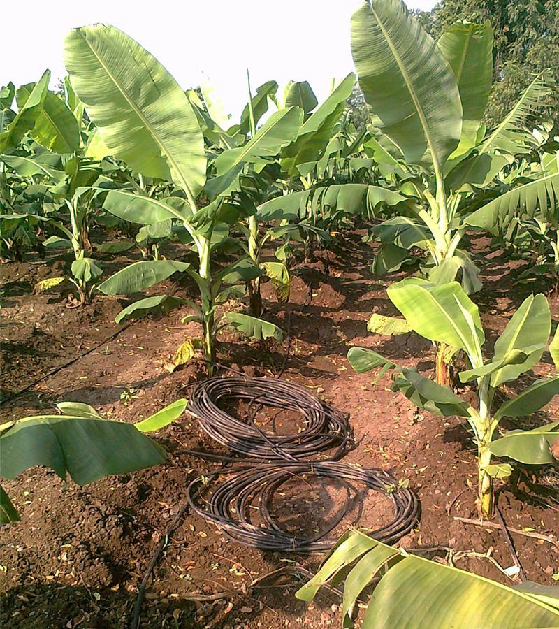 Drip irrigation in a banana plantation