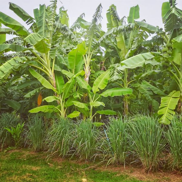 Intercropping between banana rows