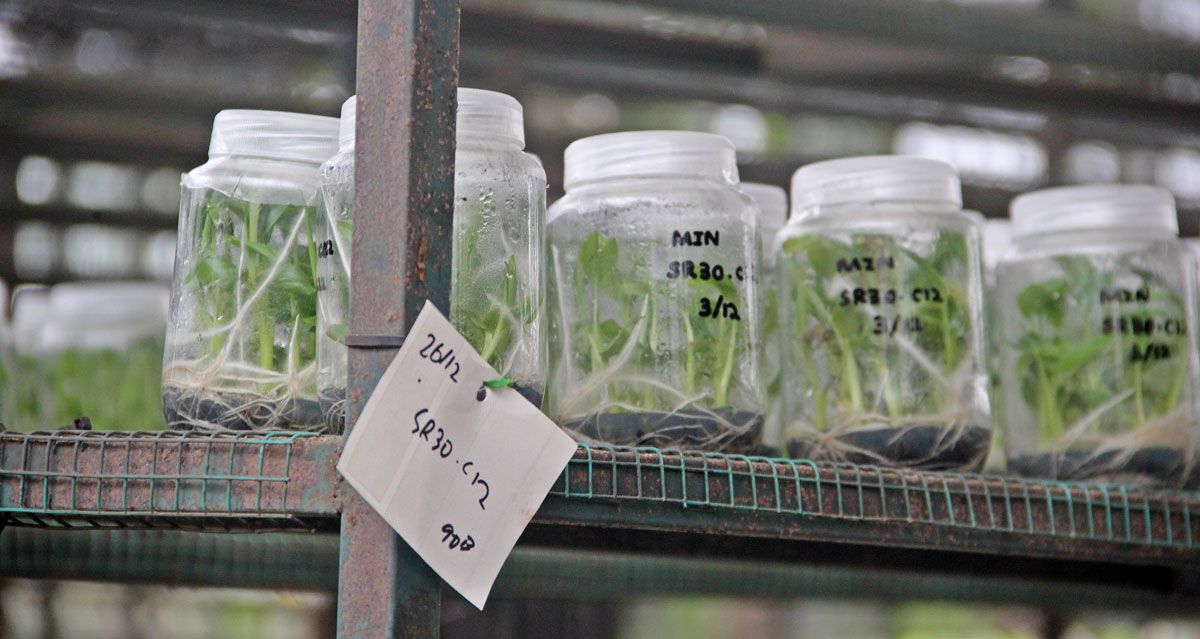 Saintis HS Agroplant